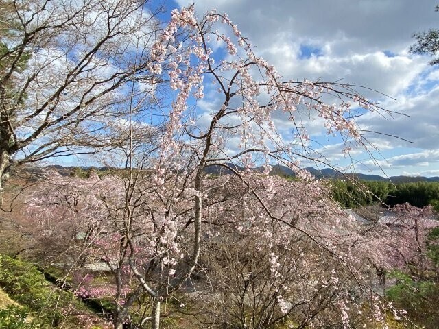IMG_6883.jpg