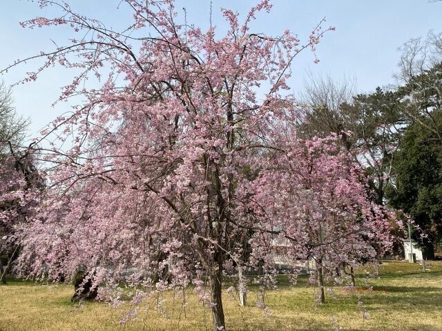 IMG_7855.jpg