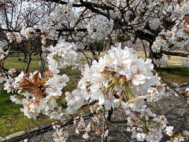 IMG_7908.jpg