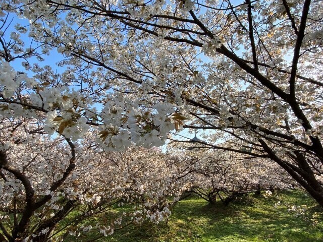 IMG_8715.jpg