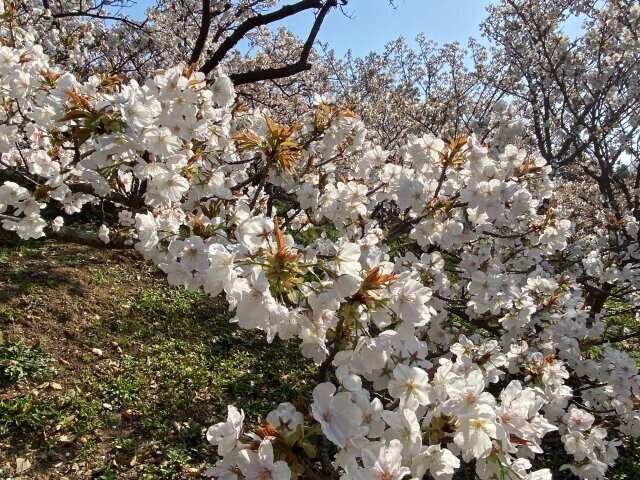IMG_8806.jpg