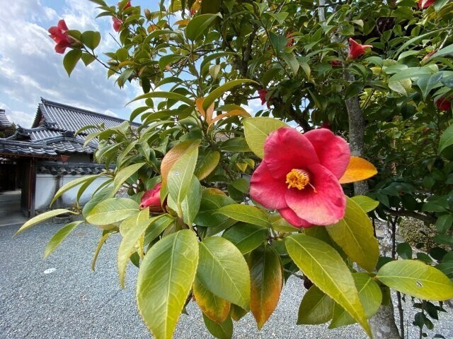 IMG_8927.jpg